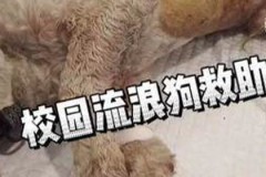 兽医硕士：动物的守护者，无声的使命