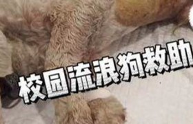 兽医硕士：动物的守护者，无声的使命