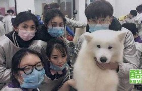 重庆派多格宠物学校：爱宠人士的理想之选