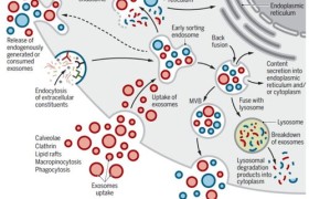 生物医学科学：揭示身体的奥秘